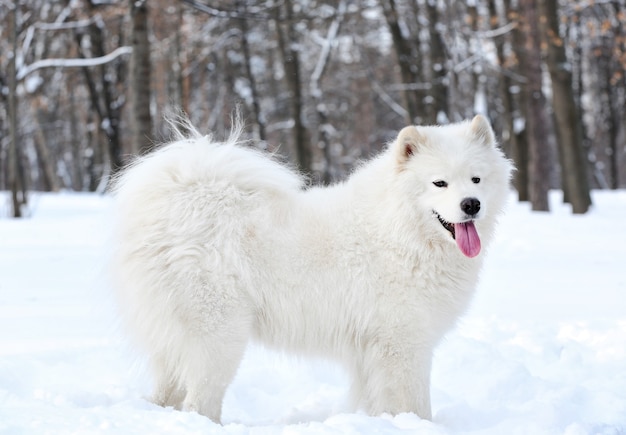 Lindo perro samoyedo en el parque el día de invierno