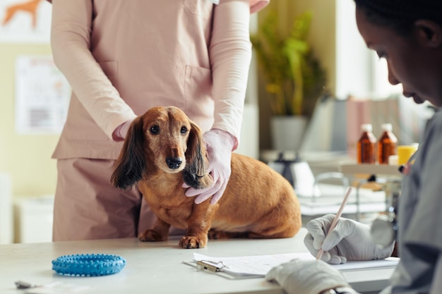 Foto lindo perro senior en clínica veterinaria