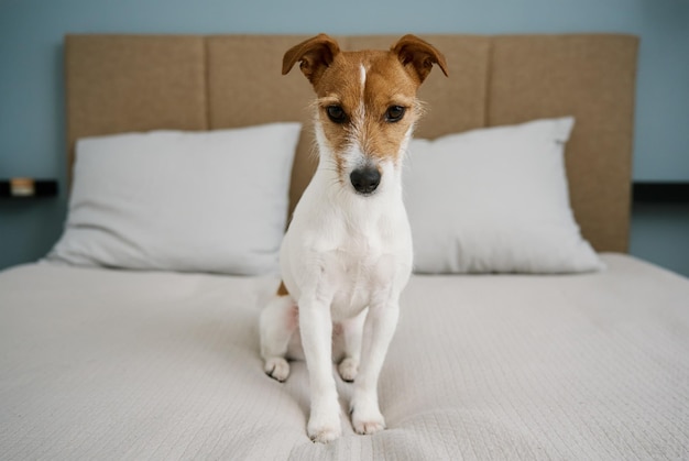 Lindo perro sentado en la cama en la sala de estar de cerca retrato