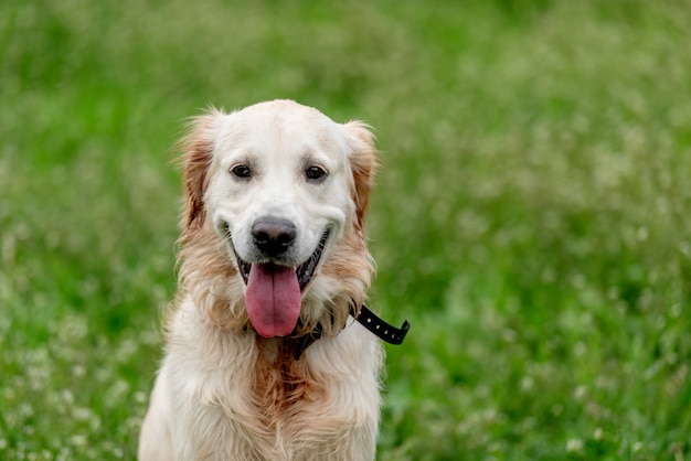 Lindo perro sentado en campo floreciente