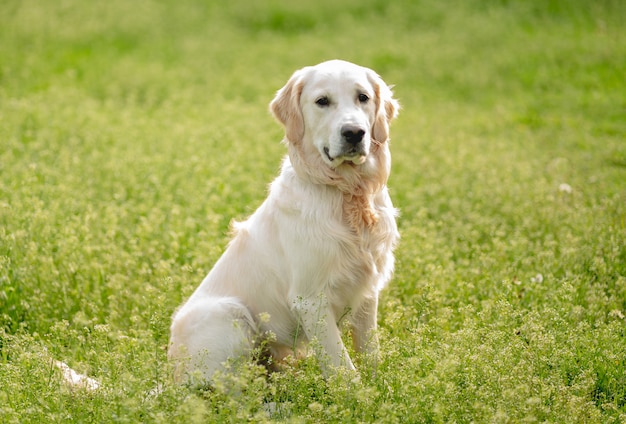 Lindo perro sentado en campo floreciente