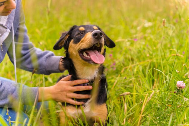 Un lindo perro sentado en un soleado día de primavera en un prado de flores con la boca abierta y la lengua fuera Border Collie Pitbull y Boxer mix cachorro acariciado por el dueño