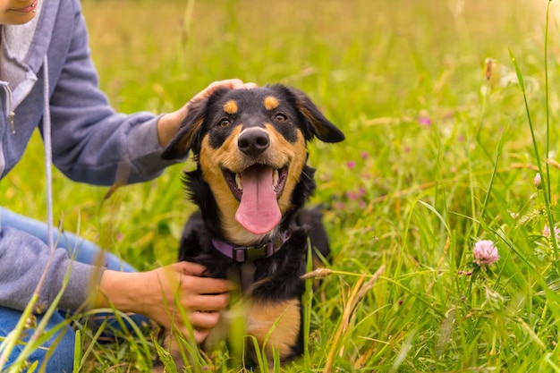 Un lindo perro sentado en un soleado día de primavera en un prado de flores con la boca abierta y la lengua fuera border collie pitbull y boxer mix cachorro