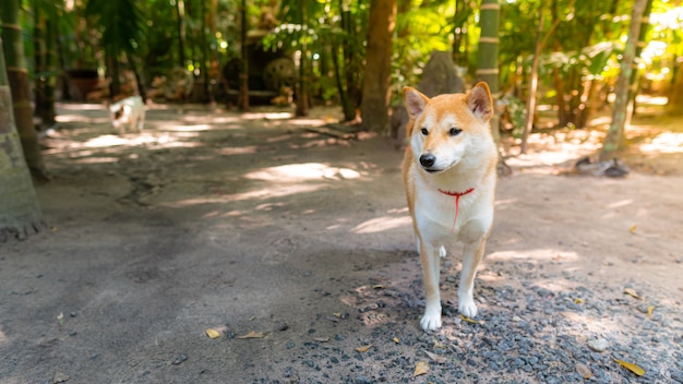 Lindo perro Shiba Inu parado en la carretera con bosque verde