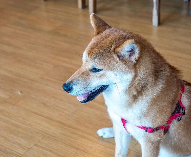 Lindo perro Shiba en el piso