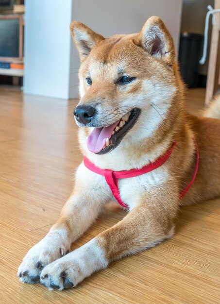 Lindo perro Shiba en el piso