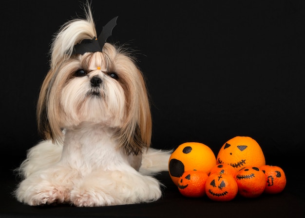 Un lindo perro shih tzu con cítricos de halloween.