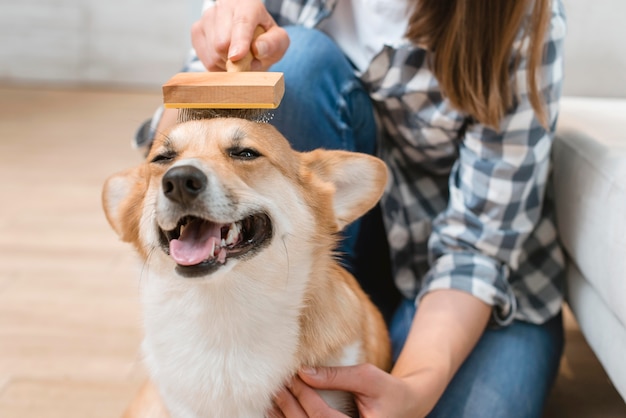 Foto lindo perro siendo cepillado por mujer