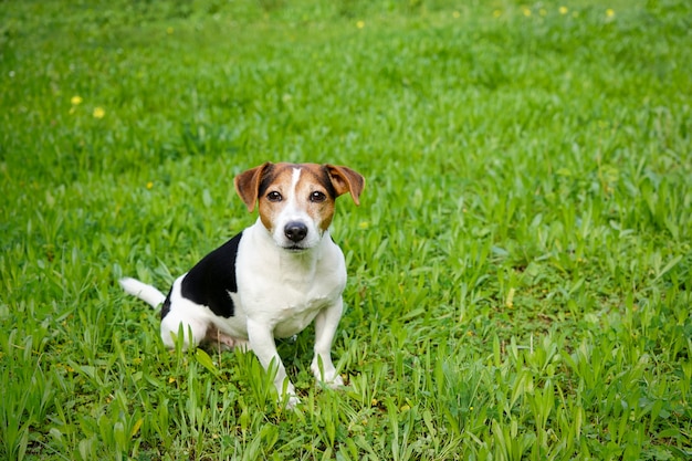 Lindo perro se sienta en la hierba verde