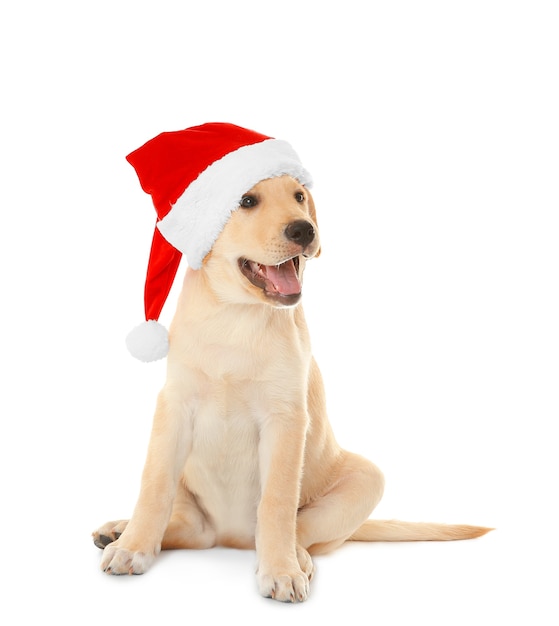 Lindo perro con sombrero de Santa Claus sobre fondo blanco.