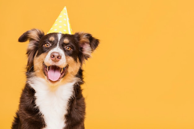 Lindo perro con sombrero