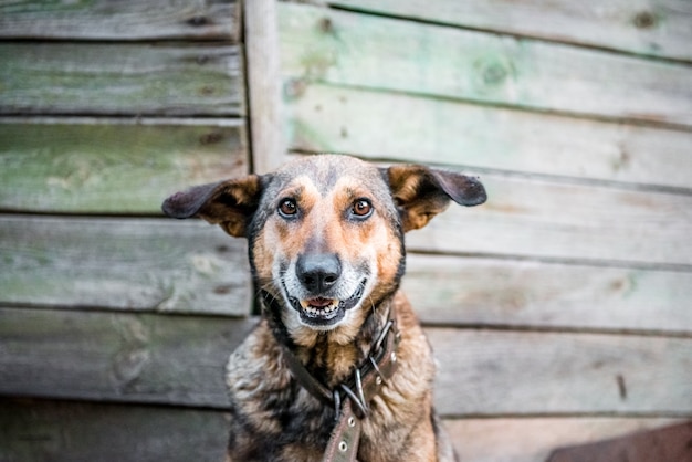 Lindo perro sonriente aislado sobre un fondo de madera lindo perro muestra su lengua y dientes blancos