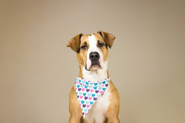 Lindo perro staffordshire terrier en bandana con corazones