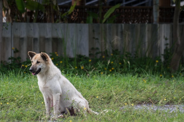 Lindo perro tailandés sentado en groundThailand