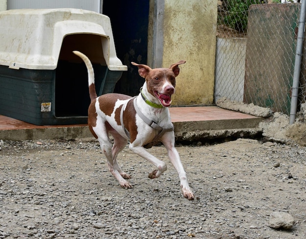 Lindo perro terrier brasileño marrón y blanco corriendo al aire libre