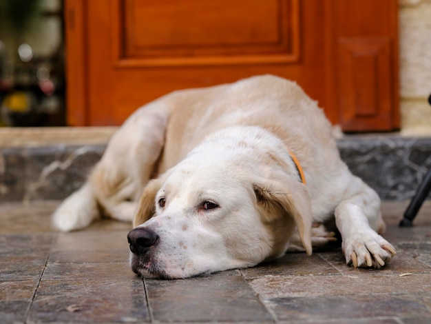 Un lindo perro tirado frente a la puerta.