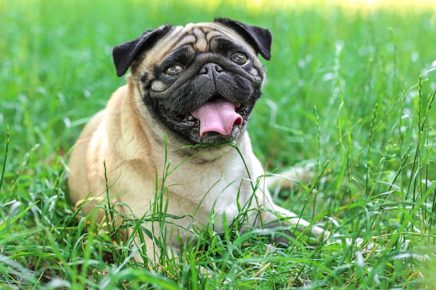 Lindo perro tirado en la hierba verde