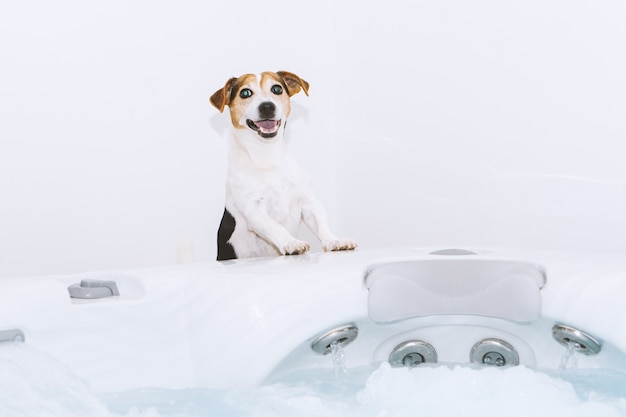 Lindo perro va a tomar un baño de burbujas con masaje