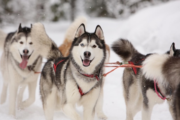 Lindo perro de trineo gris husky siberiano está conduciendo un trineo a través de un bosque cubierto de nieve de invierno y mira