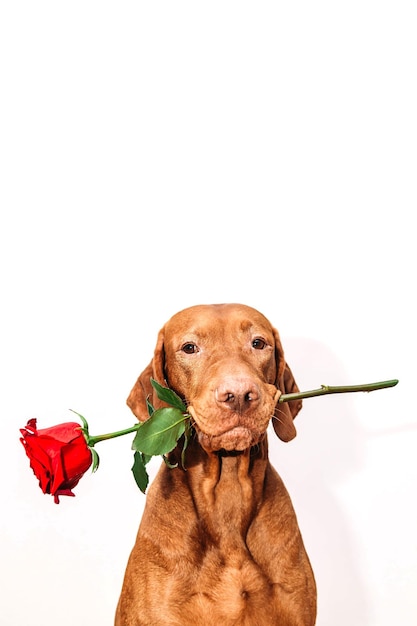 Lindo perro vizsla de jengibre sosteniendo una rosa roja en su boca