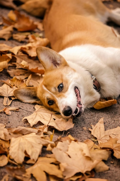 Lindo perro Welsh Corgi al aire libre. Retrato de perro Mascota en un paseo. Hermosa raza de perro corgi divertido