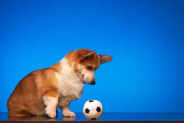 Lindo perro Welsh Corgi Pembroke jugando con una pelota de fútbol contra un fondo azul.