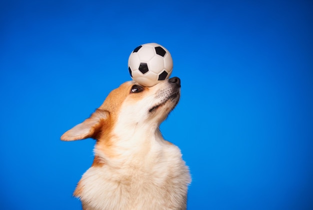 Lindo perro Welsh Corgi Pembroke sosteniendo una pelota en su nariz contra un fondo azul