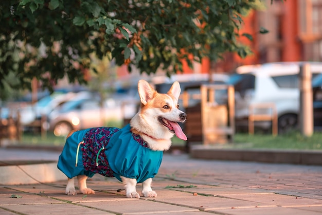 Lindo perro Welsh Corgi sentado en los escalones de la ciudad. un perro en la ciudad. Perro en paisaje urbano