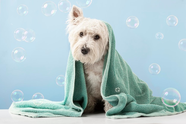 Lindo perro West Highland White Terrier después del baño Perro envuelto en toalla Concepto de aseo de mascotas Espacio de copia Lugar para texto