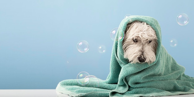 Lindo perro West Highland White Terrier después del baño Perro envuelto en toalla Concepto de aseo de mascotas Espacio de copia Lugar para texto