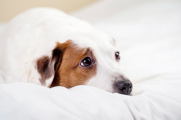 El lindo perro yace con la cabeza en la cama.