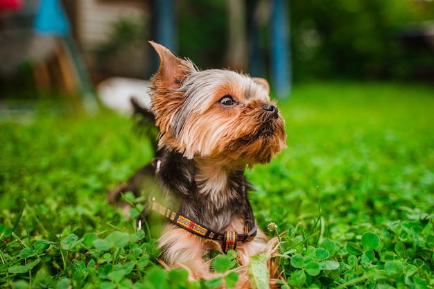 Lindo perro Yorkshire Terrier camina en el patio en un día soleado de verano