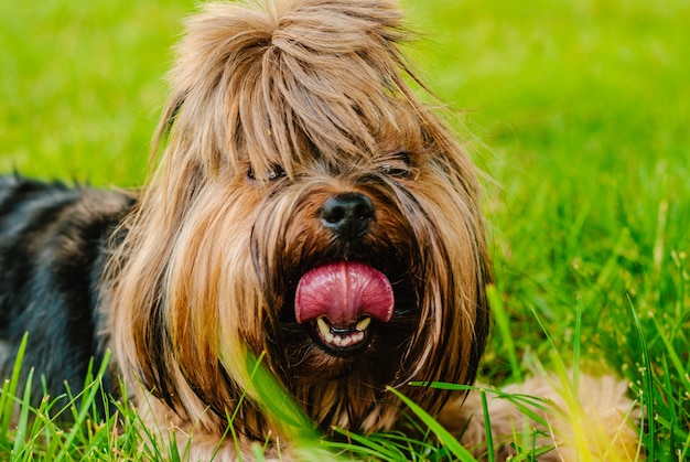 Lindo perro Yorkshire Terrier en la hierba verde