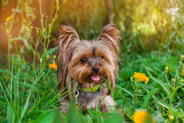 Lindo perro Yorkshire Terrier jugando en el patio