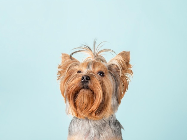 Lindo perro Yorkshire Terrier con un peinado divertido sobre un fondo azul. Copia espacio