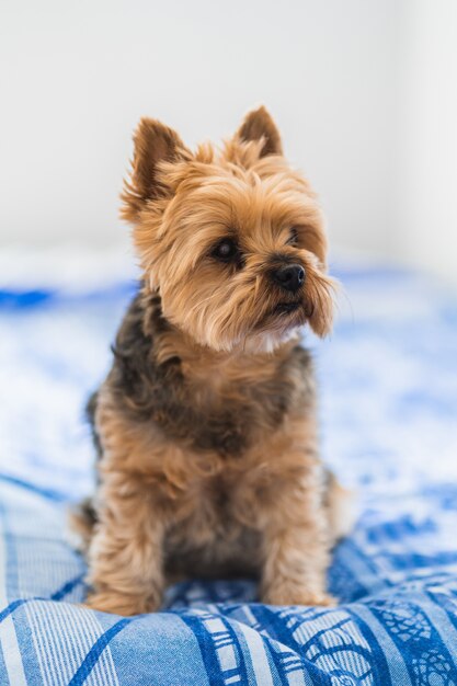 lindo perro yorkshire viejo está en la cama del dueño esperando para salir