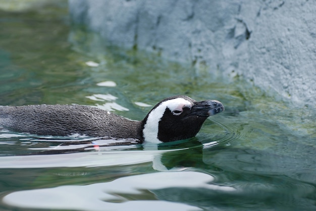 Lindo pingüino africano nadando en la parte superior del agua.