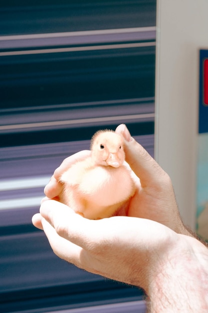 lindo pollito amarillo de pie en la mano