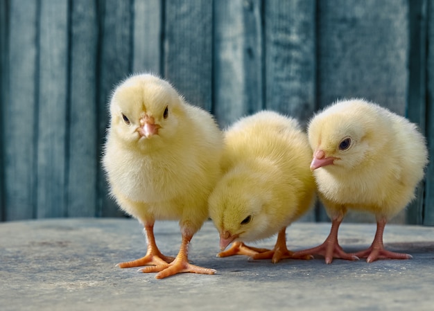 Lindo pollito recién nacido.