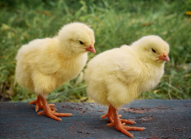 Lindo pollito recién nacido.