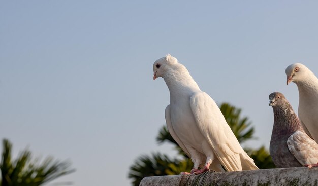 Lindo pombo doméstico branco parado em um tubo de plástico à noite