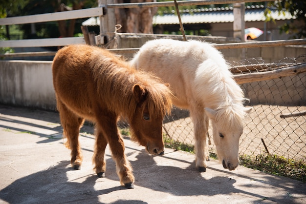 Lindo pony en el zoo