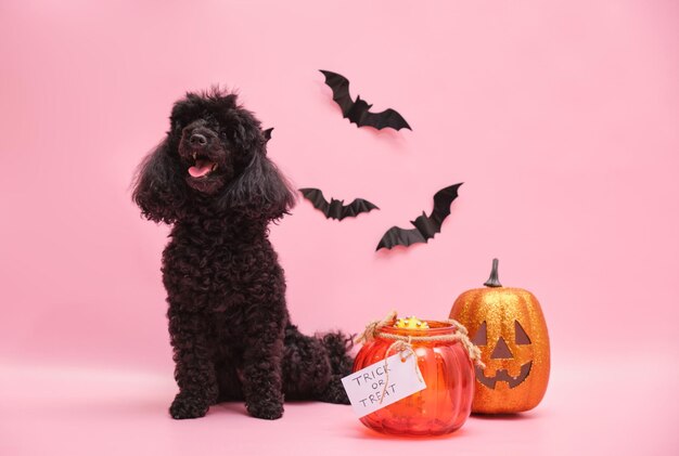 Lindo poodle preto e decoração de halloween em fundo rosa