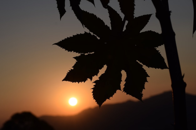 Lindo pôr do sol com silhueta de folhas de manona