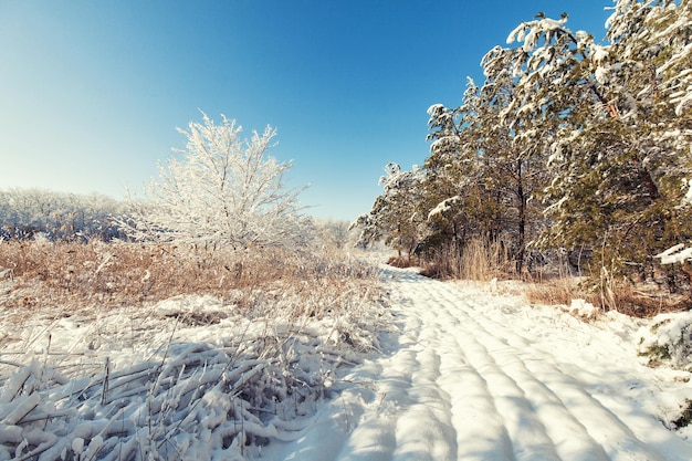 Lindo pôr do sol de inverno com árvores na neve