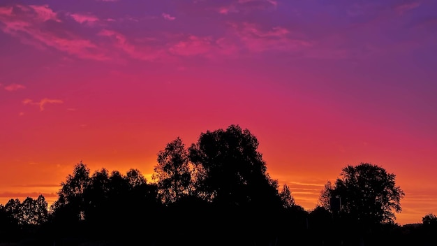 lindo pôr do sol rosa no fundo de grandes árvores