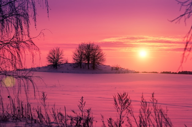 Lindo pôr do sol rosa sobre um campo nevado com árvores