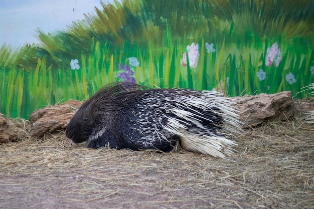 lindo puercoespín en un día soleado en el aviario en el zoológico