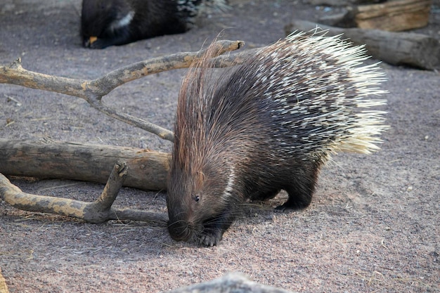 lindo puercoespín en un día soleado en el aviario en el zoológico