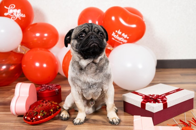 Un lindo pug celebra el Día de San Valentín entre bolas y cajas de regalo.